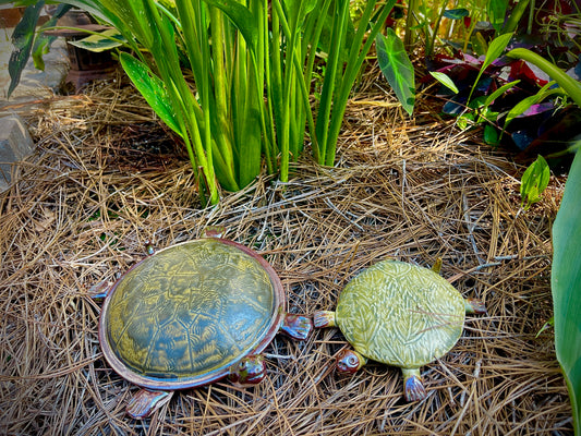 Terrific Turtles with Sylvia Coppola